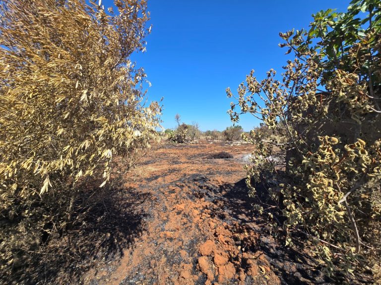 Terreno agricolo con accesso da strada asfaltata, a pochi metri della provinciale che collega Casarano – Ugento.